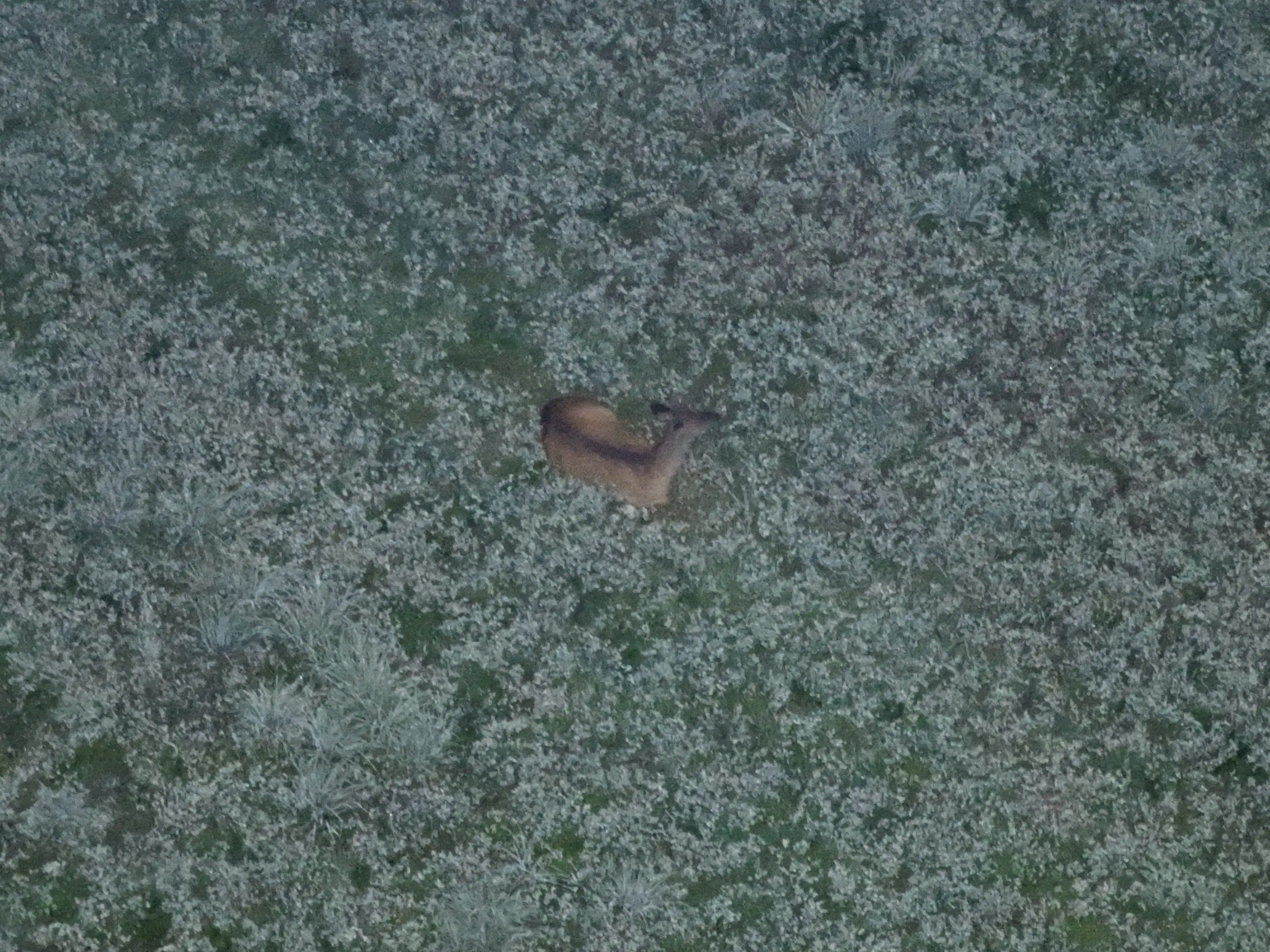 Deer Image