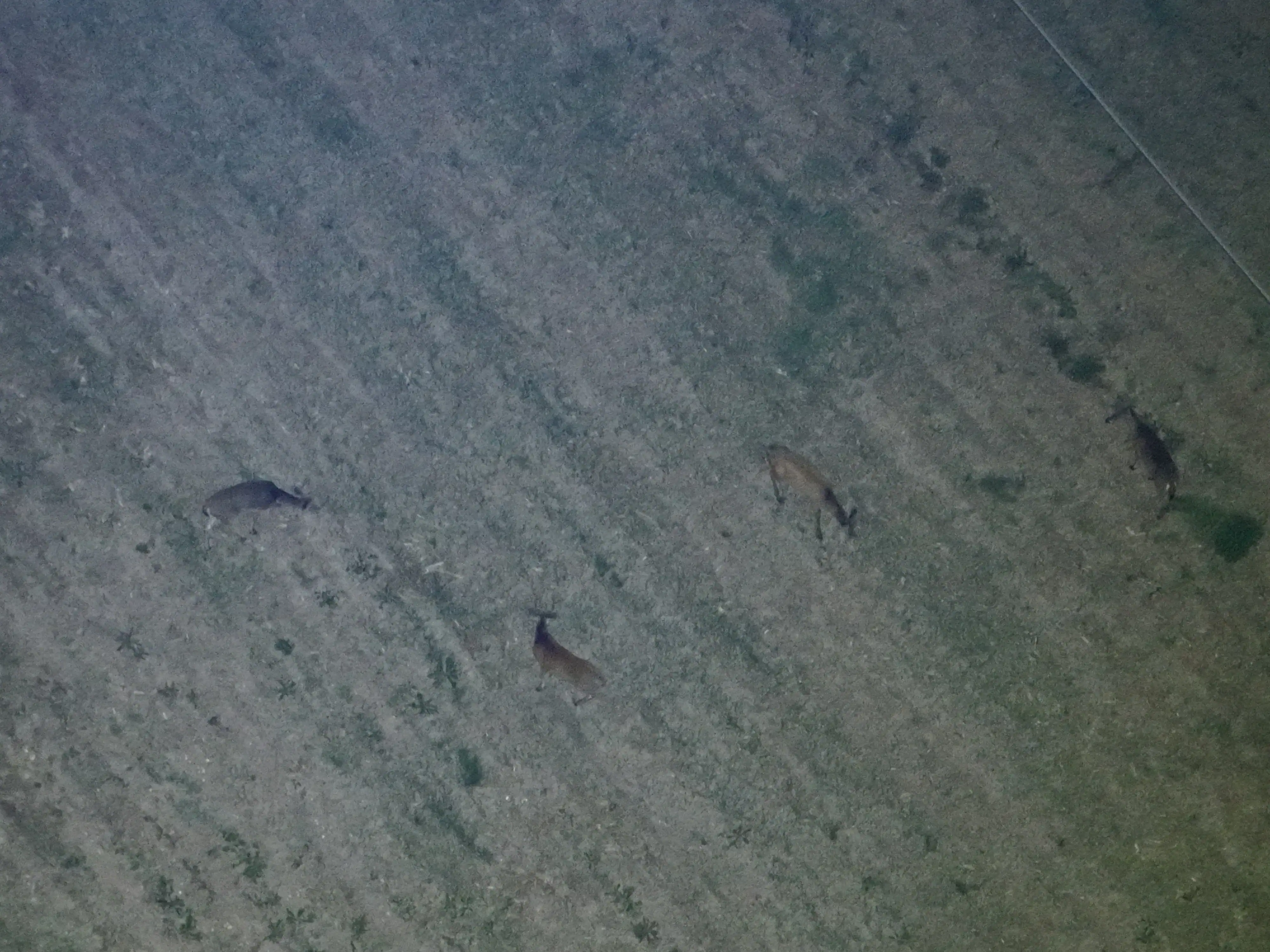 Herd Analysis Image
